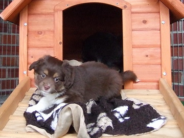 "Golden Brownie" in der Hundehütte