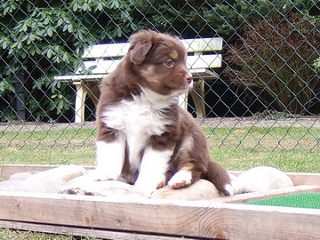 "Golde Brownie" im Felsenmeer