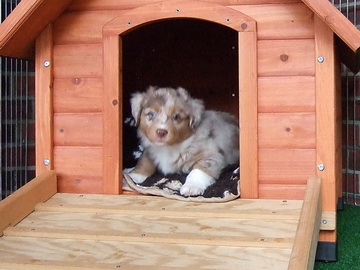 "Grace Gypsie" in der Hundehütte