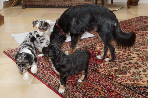 Ausflug der Mini Paws ins Wohnzimmer (10.04.2013)