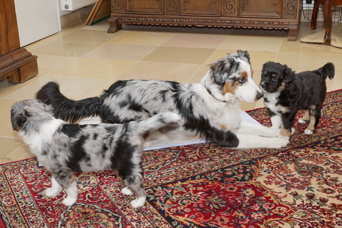 Ausflug der Mini Paws ins Wohnzimmer (10.04.2013)