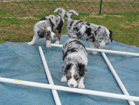 Das blue merle Trio unter sich