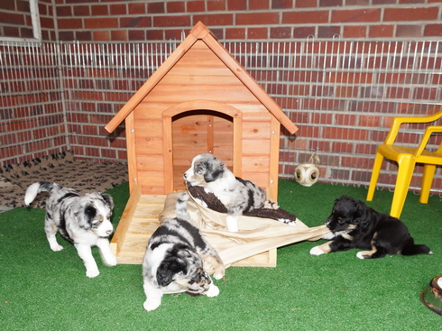 Hüttenparty der Mini Paws