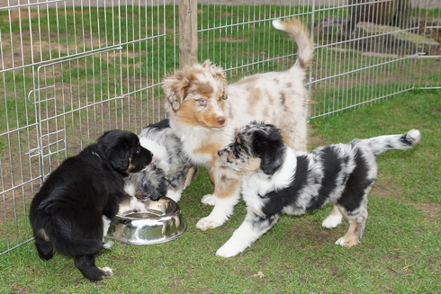 Gracie besucht die Babys