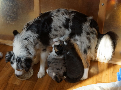 Angel und ihre Mini-Paws bei der gemeinsamen Mahlzeit