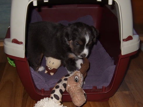 Beute in die Hundebox ziehen 