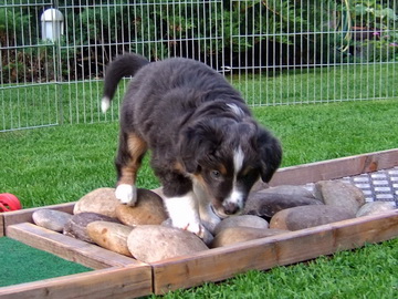 JAMY auf dem Geröllfeld