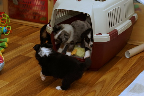 Sturm auf die Hundebox