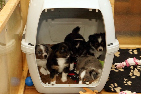 Kuscheln in der Hundebox