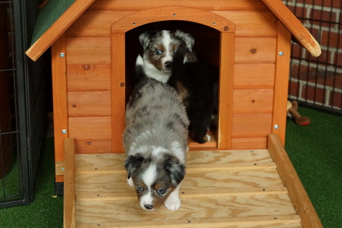 Hochbetrieb in unserer Hundehütte