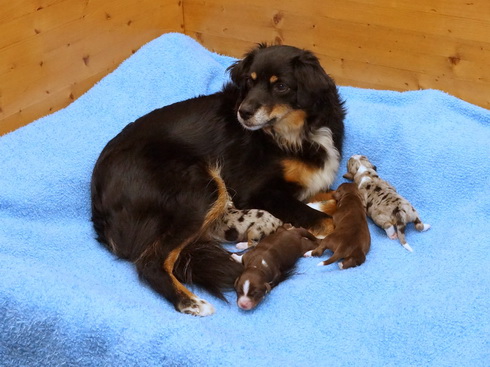Surani mit ihren Welpen am Tag der Geburt (16.02.2016)