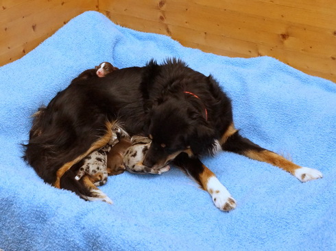 Surani mit ihren Welpen am Tag der Geburt (16.02.2016)