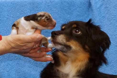 Candy Blue LACEY (Hündin Blue Merle C/W, 1 Woche alt)