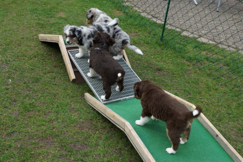 Das Welpenquartett auf der Gitterbrücke