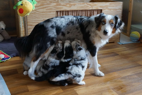 Angel mit ihrem Welpensextett (6. Lebenswoche)