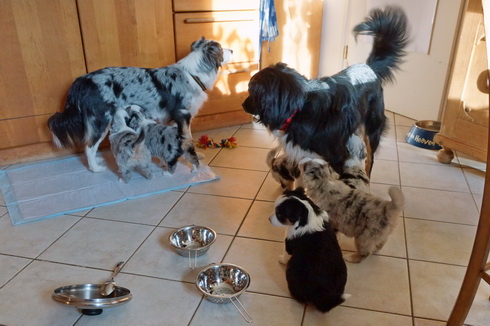 Besuch der Hundefamilie in unserer Küche