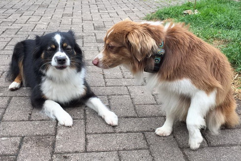 Unser aktuelles Traumpaar FEENJA und TYSON