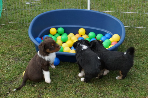 3 Welpen testen das Bällebad