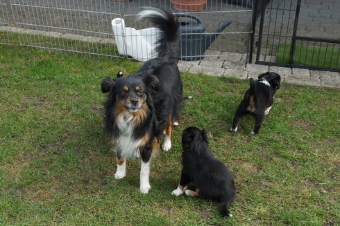 Kayana zu Besuch bei den Welpen