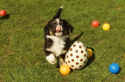 Pinuu bei unserer "Osteraction"