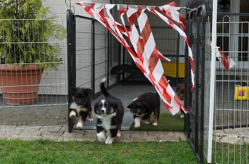 Ausflug von Iveens Mini Paws in unseren Garten