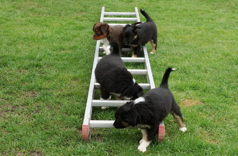 Die Mini Paws laufen über eine Leiter