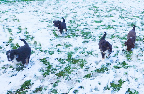 Die Mini Paws beim "Wintersport"